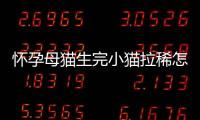 懷孕母貓生完小貓拉稀怎么辦啊(母貓生了孩子拉稀)
