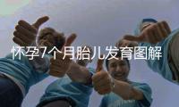 懷孕7個月胎兒發育圖解析