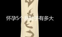 懷孕5個月肚子有多大