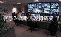 懷孕24周胎兒發育情況詳解，孕媽媽需要注意的事項