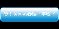 急！黃岡蘄春橘子豐收了 果農困“橘”盼援手