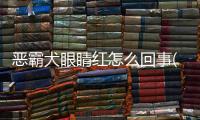 惡霸犬眼睛紅怎么回事(惡霸犬眼睛顏色)