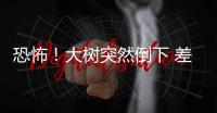 恐怖！大樹突然倒下 差點砸中8歲男孩