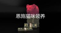 恩施貓咪領養