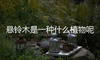 懸鈴木是一種什么植物呢 懸鈴木有什么作用呢