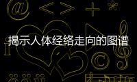 揭示人體經(jīng)絡(luò)走向的圖譜與解讀