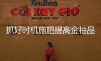 抓好時(shí)機(jī)施肥提高金柚品質(zhì)！梅縣金柚專報(bào)發(fā)布→