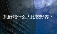 抓野雞什么犬比較好養？抓野雞什么犬比較好呢