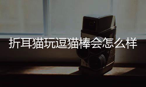 折耳貓玩逗貓棒會怎么樣？折耳貓能玩逗貓棒嗎