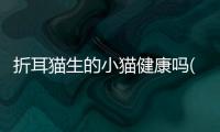 折耳貓生的小貓健康嗎(折耳貓不能生小貓嗎)