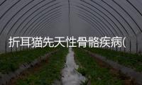 折耳貓先天性骨骼疾病(折耳貓會遺傳嗎)