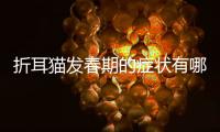 折耳貓發春期的癥狀有哪些？折耳貓的發病期在什么時候