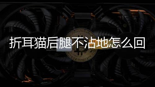 折耳貓后腿不沾地怎么回事？折耳貓后腿不能伸直