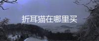 折耳貓?jiān)谀睦镔I