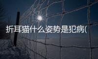 折耳貓什么姿勢是犯病(折耳貓犯病的初期癥狀)