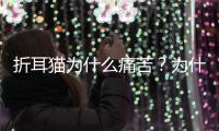 折耳貓為什么痛苦？為什么折耳貓容易生病