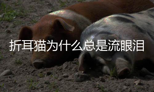 折耳貓為什么總是流眼淚(折耳貓打噴嚏流眼淚)