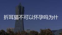 折耳貓不可以懷孕嗎為什么？折耳貓不能生孩子嗎