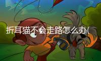 折耳貓不會走路怎么辦(折耳貓走路一瘸一拐)