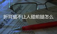 折耳貓不讓人碰前腿怎么回事(折耳貓不讓人碰前腿正常嗎)