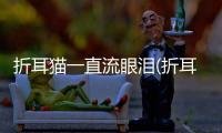 折耳貓一直流眼淚(折耳貓流眼淚是怎么回事)