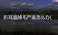 折耳貓掉毛嚴重怎么辦(折耳貓耳螨怎么清理)