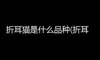 折耳貓是什么品種(折耳貓什么品種最好)