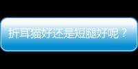 折耳貓好還是短腿好呢？折耳貓的腿短嗎