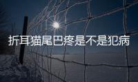 折耳貓尾巴疼是不是犯病(折耳貓尾巴僵硬)