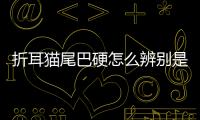 折耳貓尾巴硬怎么辨別是否正常？折耳貓尾巴辨別僵硬