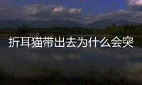 折耳貓帶出去為什么會突然亂尿呢(為什么折耳貓經常尿床)