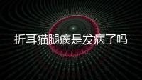 折耳貓腿瘸是發(fā)病了嗎