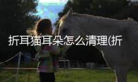 折耳貓耳朵怎么清理(折耳貓耳朵疼嗎)