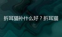 折耳貓補什么好？折耳貓咪需要補充什么