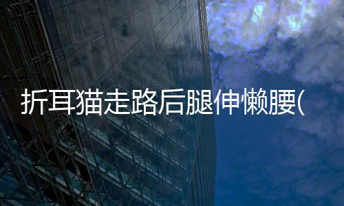 折耳貓走路后腿伸懶腰(折耳貓后腿無力走路不穩)