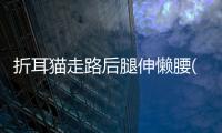 折耳貓走路后腿伸懶腰(折耳貓后腿無力走路不穩)