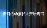 折耳的幼貓長大開始折耳了嗎？折耳貓是從小就折耳嗎
