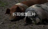 折耳根怎么種