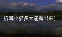 折耳小貓多大能看出來(lái)(小貓折耳是什么意思)