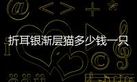 折耳銀漸層貓多少錢一只(折耳銀漸層貓多少錢)