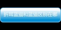 折耳藍貓和藍貓區別在哪？折耳藍貓和普通藍貓