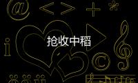 搶收中稻