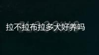 拉不拉布拉多犬好養嗎 拉布拉多犬值錢嗎