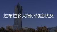 拉布拉多犬細小的癥狀及治療方法