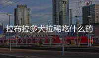 拉布拉多犬拉稀吃什么藥(拉布拉多犬拉稀是怎么回事)
