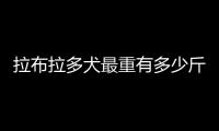 拉布拉多犬最重有多少斤(拉布拉多犬成年有多重)
