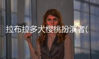 拉布拉多犬櫻桃扮演者(拉布拉多犬可以吃櫻桃嗎)