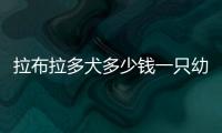 拉布拉多犬多少錢一只幼崽(拉布拉多犬幼崽)