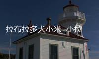拉布拉多犬小米  小拉布拉多會長大嗎