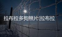 拉布拉多狗照片(拉布拉多跟陌生人親近)
